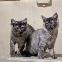 NAYA, chatte à adopter