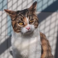 FRIZBEE, chatte à adopter