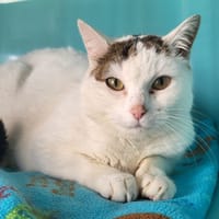 kirikou, chat à adopter