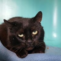 john, chat à adopter