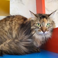 misty, chatte à adopter