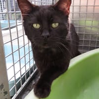 OSCAR, chat à adopter