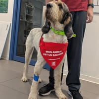 BLANCO, chien à adopter