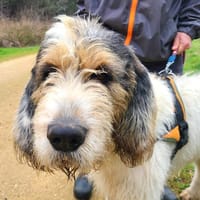 BLANCO, chien à adopter