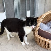 ALVIN, chat à adopter