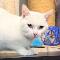 RAYAN, chat à adopter