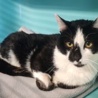 WILL, chat à adopter