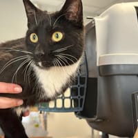 BAVAR, chat à adopter