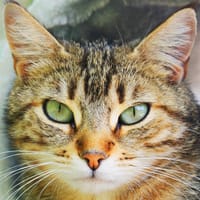 WAKITA, chatte à adopter