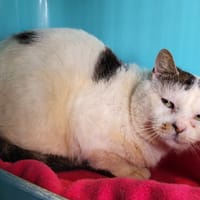 holmes, chat à adopter