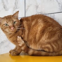 tomy, chat à adopter