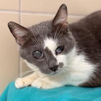 Gribouille CAB5348, chatte à adopter