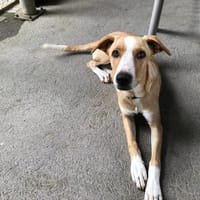 NANAÉ, chienne à adopter