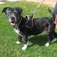 VIKING, chienne à adopter