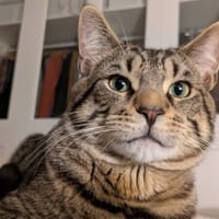 AZUR, chat à adopter