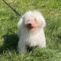 HASKO, chien à adopter