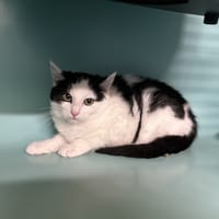 SNOUFF, chatte à adopter