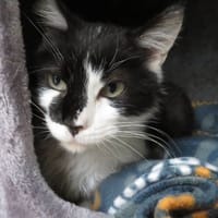 TAIJI, chat à adopter