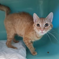 PITA, chatte à adopter