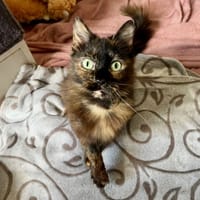 MALIE, chatte à adopter