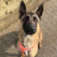 MEIKO QCN, chien à adopter