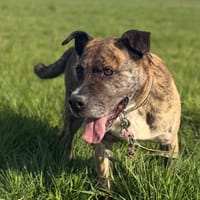 BABOUILLE, chien à adopter