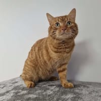 ZADIG, chat à adopter