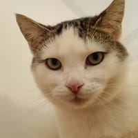 BILLY, chat à adopter