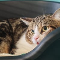 CHARLOTTE, chat à adopter