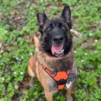 PALMA, chienne à adopter