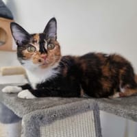 LEONIE, chatte à adopter