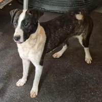 CELESTE, chienne à adopter