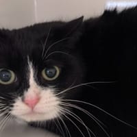 DOMI, chatte à adopter