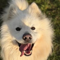 REX, chien à adopter