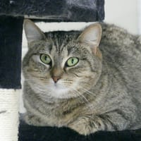 PRINCESSE, chatte à adopter