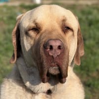 CONOR, chien à adopter