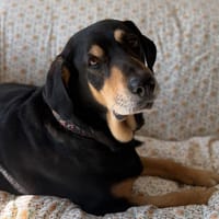 JADE, chienne à adopter