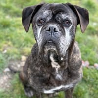 Malko CAA14180, chien à adopter