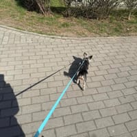 Karmelek, pies do adopcji