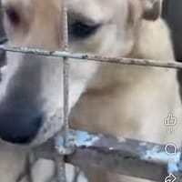 Helly, chien à adopter