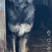 Rex, chien à adopter