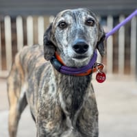 CHISPA, chienne à adopter