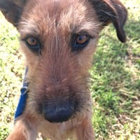 LIMA (union animal), chienne à adopter