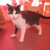 NEWT, chat à adopter