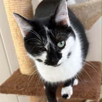 FUTTY, chatte à adopter