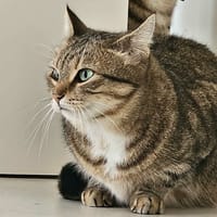 Tagada, chatte à adopter