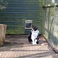 Quiou, chat à adopter