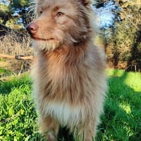 ZORRO, chien à adopter