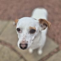 Lottie, female dog to adopt