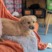 Barney, dog to adopt